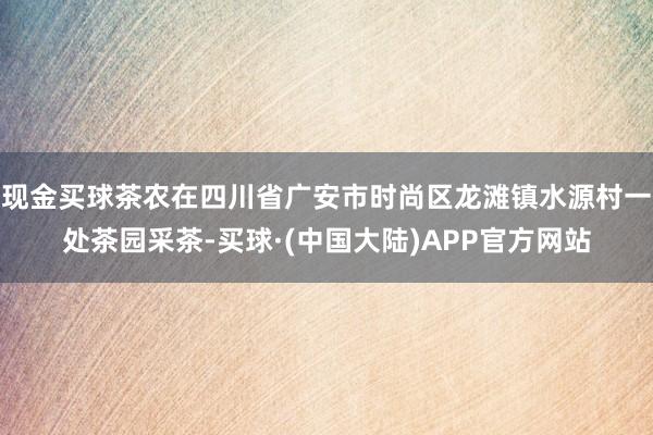 现金买球茶农在四川省广安市时尚区龙滩镇水源村一处茶园采茶-买球·(中国大陆)APP官方网站